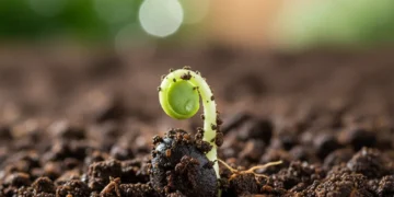 Sprouting seed representing small beginnings and consistent growth